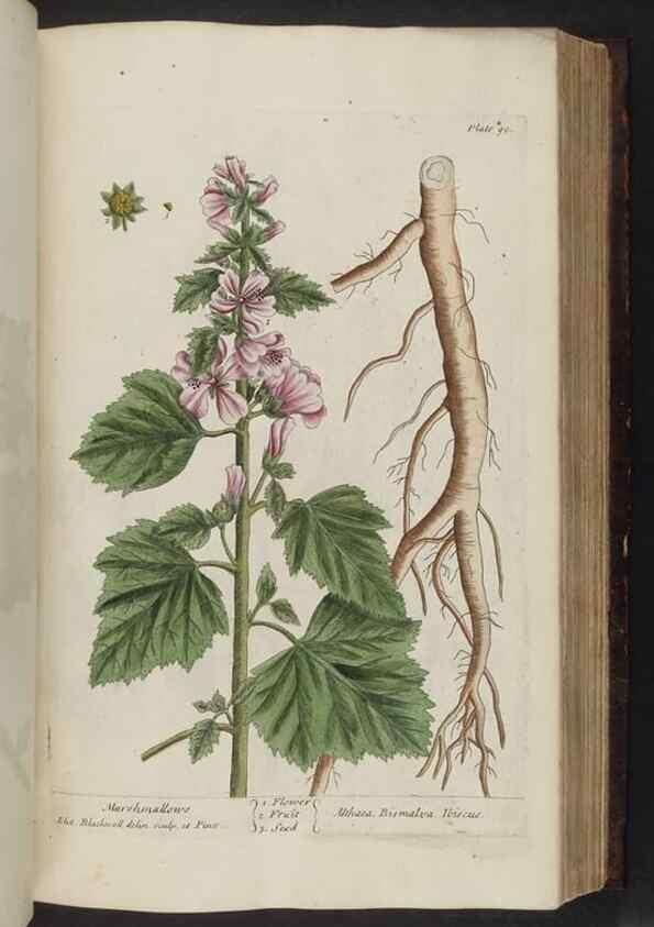 Reproducción/Reproduction 8252791824: A curious herbal. London : Printed for Samuel Harding, 1737-1739.