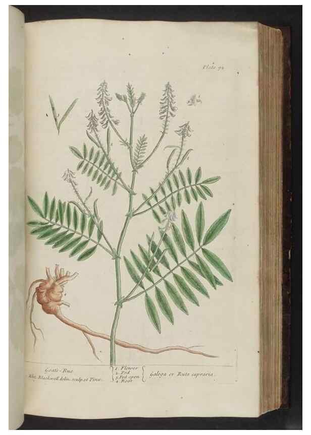 Reproducción/Reproduction 8252792228: A curious herbal. London : Printed for Samuel Harding, 1737-1739.