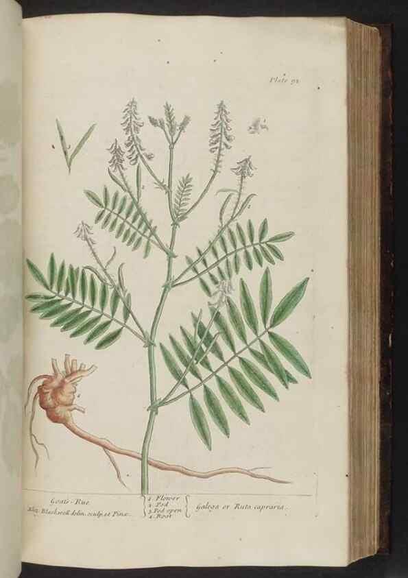 Reproducción/Reproduction 8252792228: A curious herbal. London : Printed for Samuel Harding, 1737-1739.