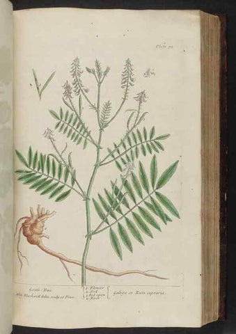 Reproducción/Reproduction 8252792228: A curious herbal. London : Printed for Samuel Harding, 1737-1739.