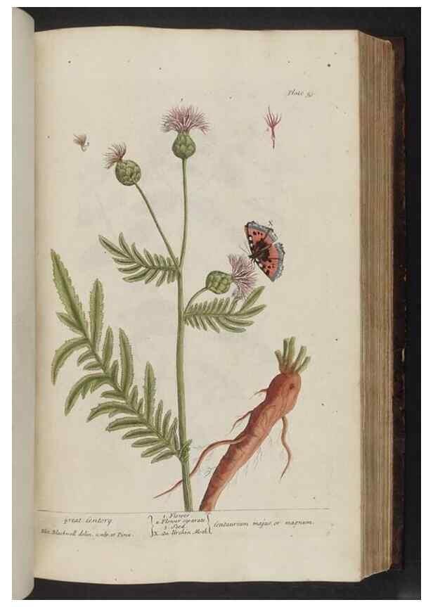 Reproducción/Reproduction 8251721633: A curious herbal. London : Printed for Samuel Harding, 1737-1739.