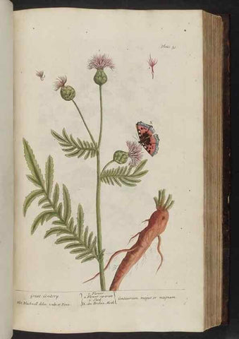 Reproducción/Reproduction 8251721633: A curious herbal. London : Printed for Samuel Harding, 1737-1739.