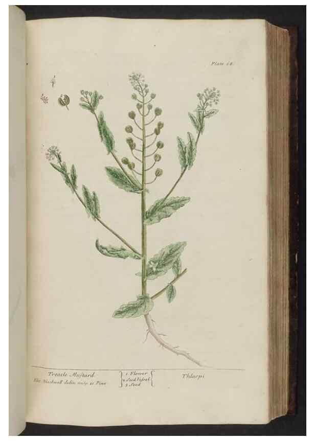 Reproducción/Reproduction 8252787468: A curious herbal. London : Printed for Samuel Harding, 1737-1739.