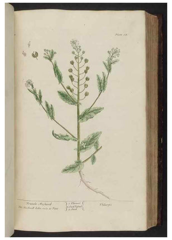 Reproducción/Reproduction 8252787468: A curious herbal. London : Printed for Samuel Harding, 1737-1739.