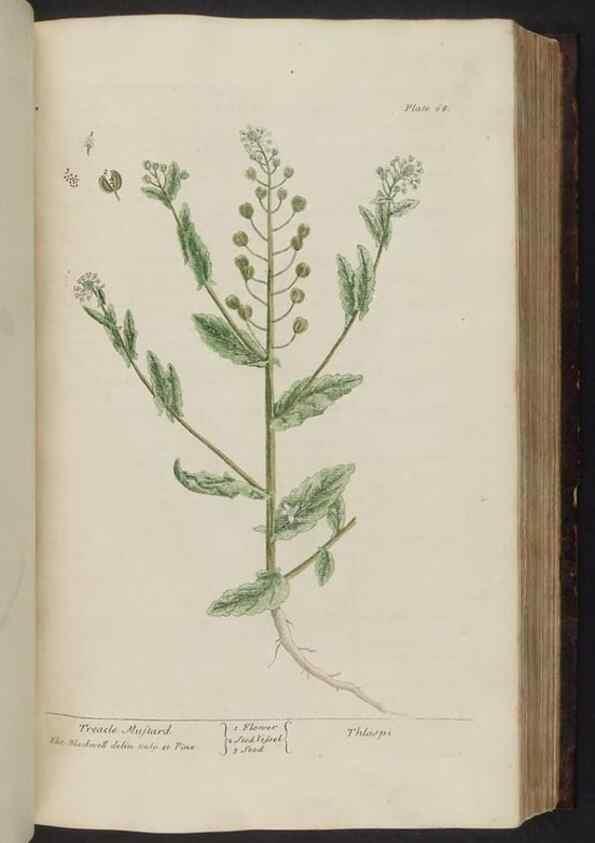 Reproducción/Reproduction 8252787468: A curious herbal. London : Printed for Samuel Harding, 1737-1739.