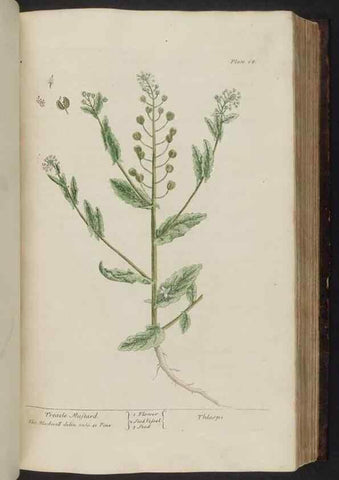 Reproducción/Reproduction 8252787468: A curious herbal. London : Printed for Samuel Harding, 1737-1739.