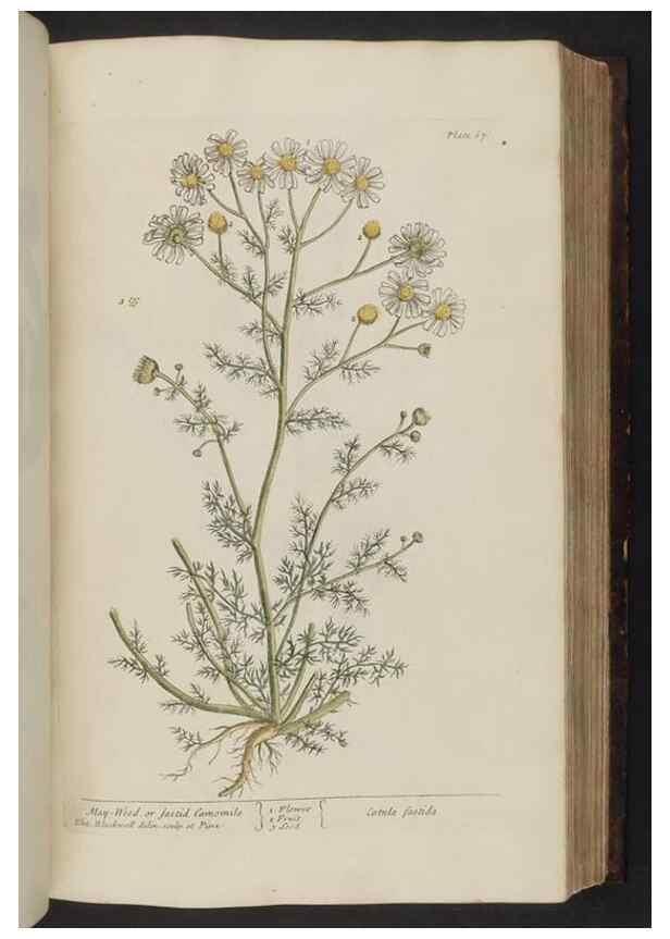 Reproducción/Reproduction 8251716469: A curious herbal. London : Printed for Samuel Harding, 1737-1739.