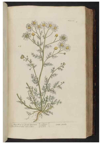 Reproducción/Reproduction 8251716469: A curious herbal. London : Printed for Samuel Harding, 1737-1739.