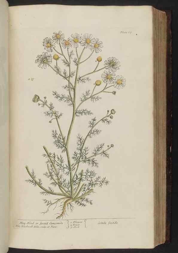 Reproducción/Reproduction 8251716469: A curious herbal. London : Printed for Samuel Harding, 1737-1739.