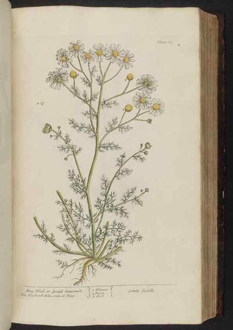 Reproducción/Reproduction 8251716469: A curious herbal. London : Printed for Samuel Harding, 1737-1739.