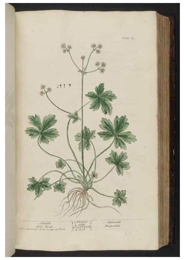 Reproducción/Reproduction 8252786944: A curious herbal. London : Printed for Samuel Harding, 1737-1739.