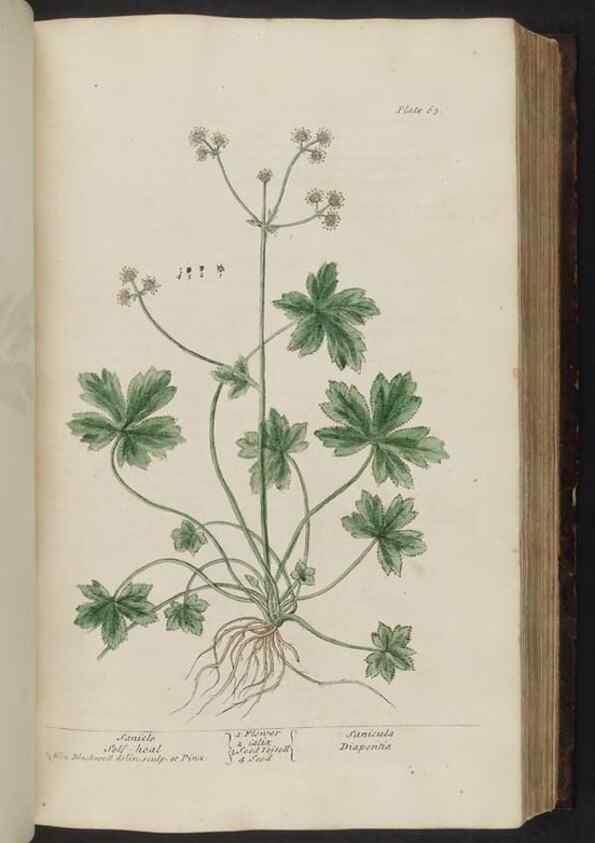 Reproducción/Reproduction 8252786944: A curious herbal. London : Printed for Samuel Harding, 1737-1739.