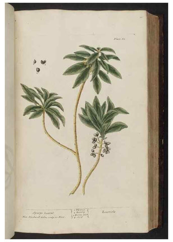 Reproducción/Reproduction 8252786832: A curious herbal. London : Printed for Samuel Harding, 1737-1739.