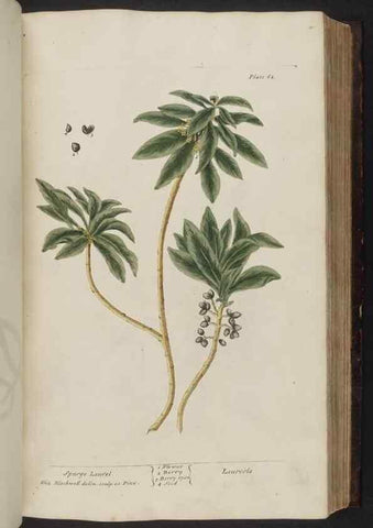 Reproducción/Reproduction 8252786832: A curious herbal. London : Printed for Samuel Harding, 1737-1739.