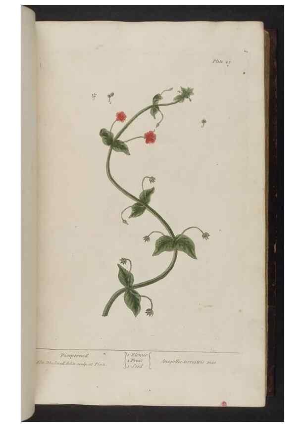 Reproducción/Reproduction 8251712611: A curious herbal. London : Printed for Samuel Harding, 1737-1739.