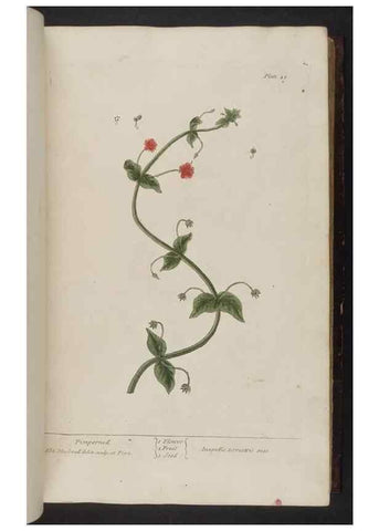 Reproducción/Reproduction 8251712611: A curious herbal. London : Printed for Samuel Harding, 1737-1739.
