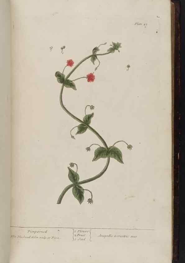 Reproducción/Reproduction 8251712611: A curious herbal. London : Printed for Samuel Harding, 1737-1739.