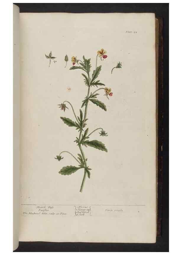 Reproducción/Reproduction 8252783734: A curious herbal. London : Printed for Samuel Harding, 1737-1739.