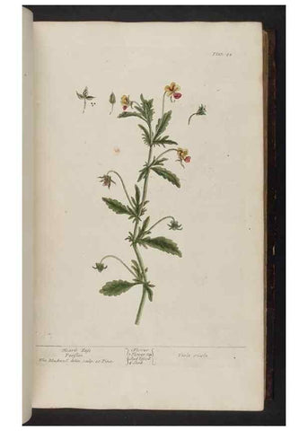 Reproducción/Reproduction 8252783734: A curious herbal. London : Printed for Samuel Harding, 1737-1739.