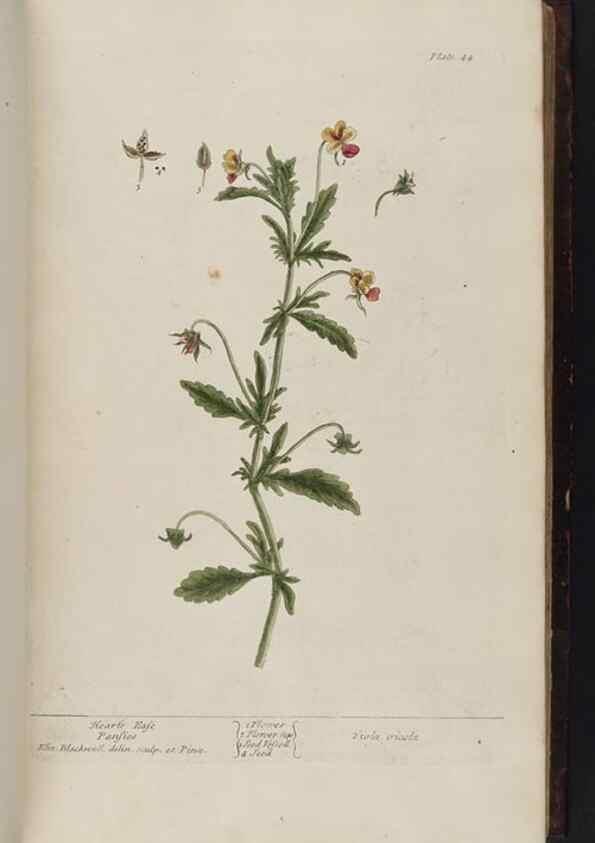 Reproducción/Reproduction 8252783734: A curious herbal. London : Printed for Samuel Harding, 1737-1739.