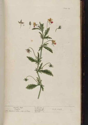 Reproducción/Reproduction 8252783734: A curious herbal. London : Printed for Samuel Harding, 1737-1739.