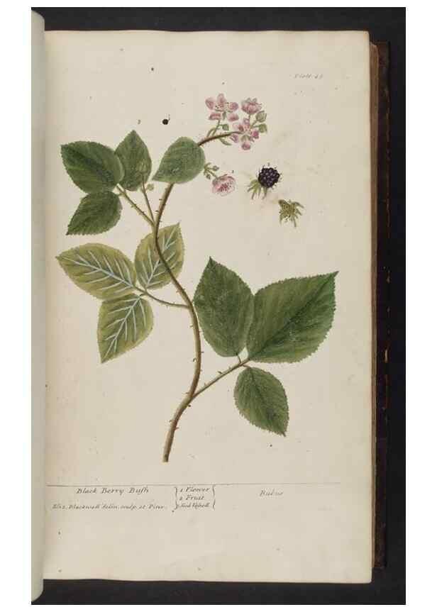 Reproducción/Reproduction 8251712959: A curious herbal. London : Printed for Samuel Harding, 1737-1739.