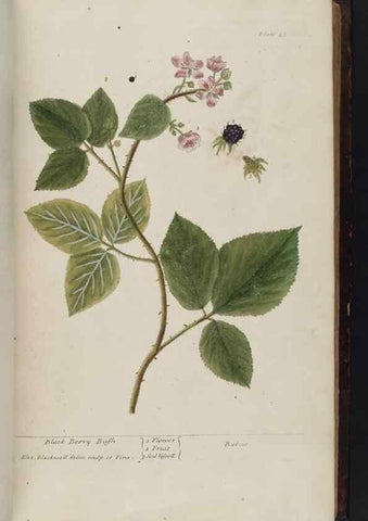 Reproducción/Reproduction 8251712959: A curious herbal. London : Printed for Samuel Harding, 1737-1739.