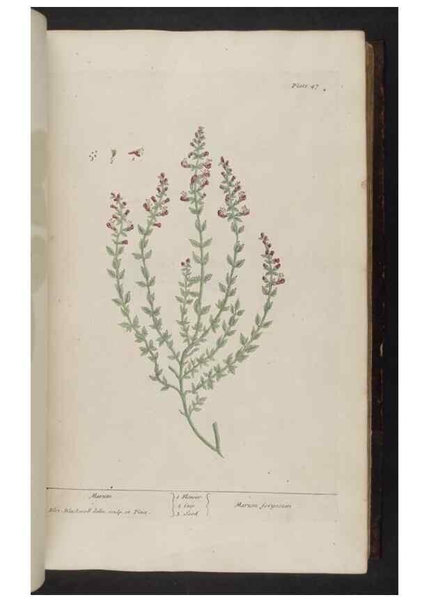 Reproducción/Reproduction 8251713069: A curious herbal. London : Printed for Samuel Harding, 1737-1739.