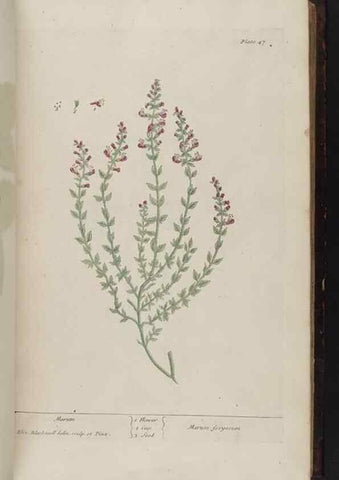 Reproducción/Reproduction 8251713069: A curious herbal. London : Printed for Samuel Harding, 1737-1739.