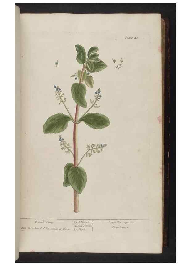 Reproducción/Reproduction 8251713269: A curious herbal. London : Printed for Samuel Harding, 1737-1739.