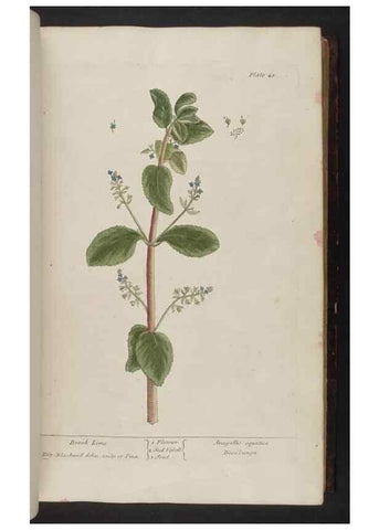 Reproducción/Reproduction 8251713269: A curious herbal. London : Printed for Samuel Harding, 1737-1739.