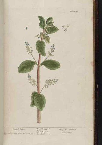 Reproducción/Reproduction 8251713269: A curious herbal. London : Printed for Samuel Harding, 1737-1739.