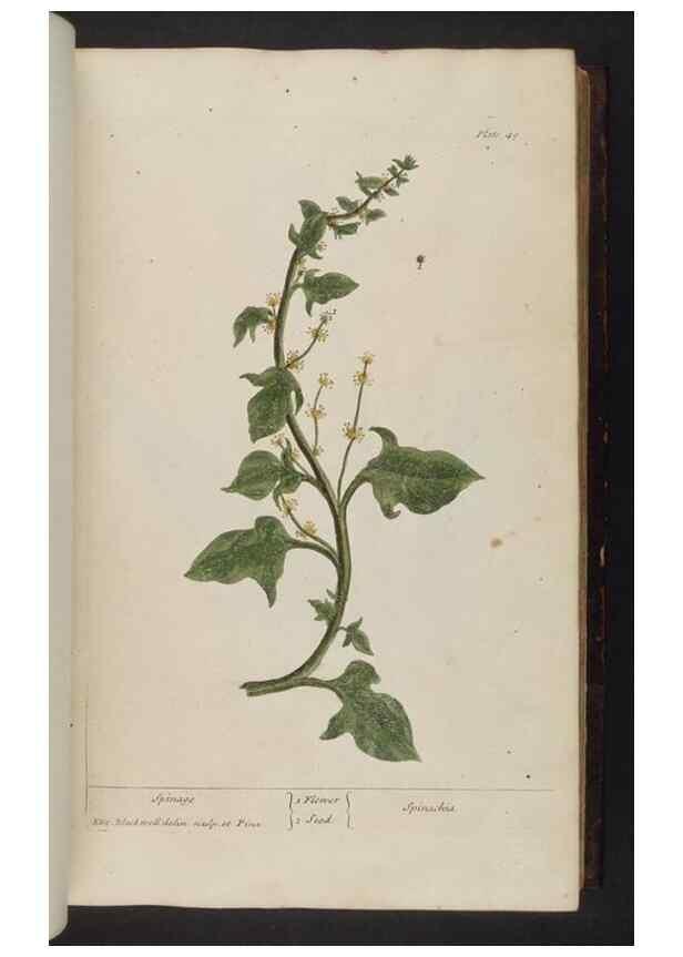 Reproducción/Reproduction 8252784456: A curious herbal. London : Printed for Samuel Harding, 1737-1739.