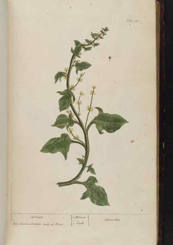 Reproducción/Reproduction 8252784456: A curious herbal. London : Printed for Samuel Harding, 1737-1739.