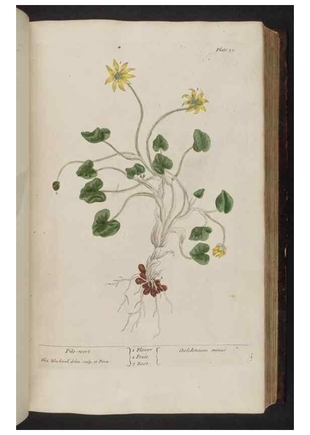 Reproducción/Reproduction 8251713715: A curious herbal. London : Printed for Samuel Harding, 1737-1739.