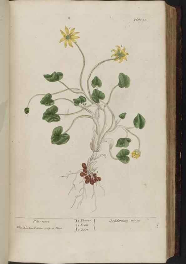 Reproducción/Reproduction 8251713715: A curious herbal. London : Printed for Samuel Harding, 1737-1739.