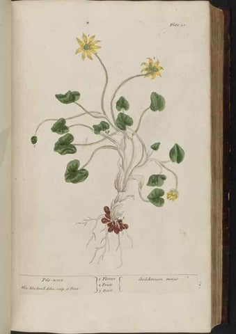 Reproducción/Reproduction 8251713715: A curious herbal. London : Printed for Samuel Harding, 1737-1739.