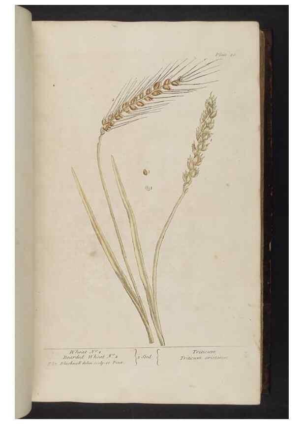 Reproducción/Reproduction 8251711999: A curious herbal. London : Printed for Samuel Harding, 1737-1739.