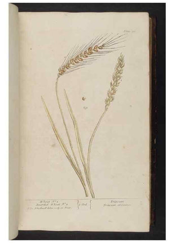 Reproducción/Reproduction 8251711999: A curious herbal. London : Printed for Samuel Harding, 1737-1739.