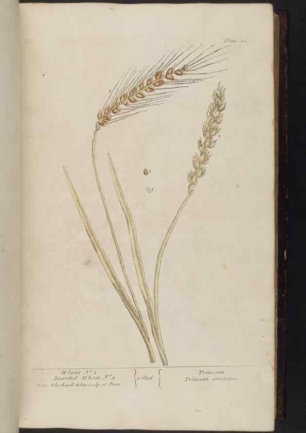 Reproducción/Reproduction 8251711999: A curious herbal. London : Printed for Samuel Harding, 1737-1739.