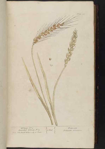 Reproducción/Reproduction 8251711999: A curious herbal. London : Printed for Samuel Harding, 1737-1739.