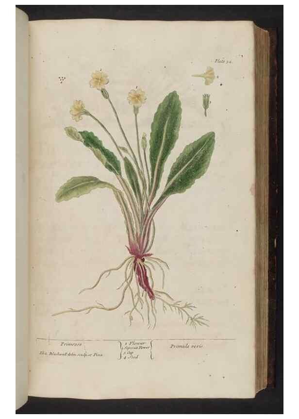 Reproducción/Reproduction 8252784814: A curious herbal. London : Printed for Samuel Harding, 1737-1739.