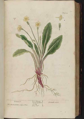 Reproducción/Reproduction 8252784814: A curious herbal. London : Printed for Samuel Harding, 1737-1739.