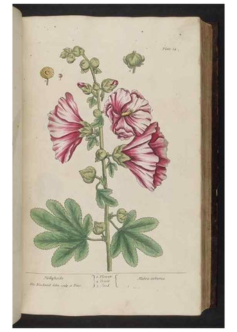 Reproducción/Reproduction 8251714269: A curious herbal. London : Printed for Samuel Harding, 1737-1739.