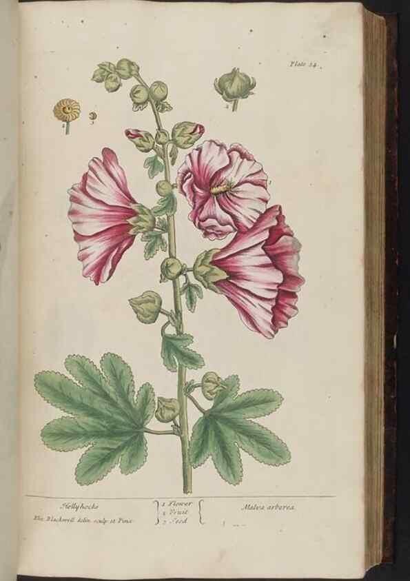 Reproducción/Reproduction 8251714269: A curious herbal. London : Printed for Samuel Harding, 1737-1739.