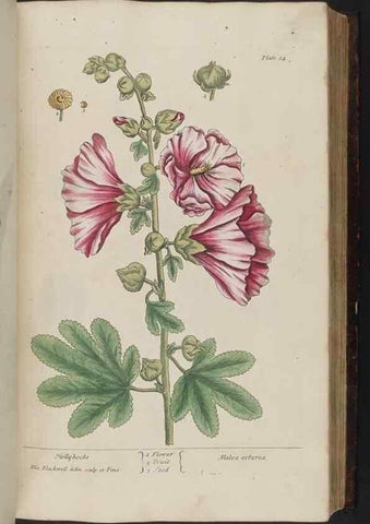 Reproducción/Reproduction 8251714269: A curious herbal. London : Printed for Samuel Harding, 1737-1739.