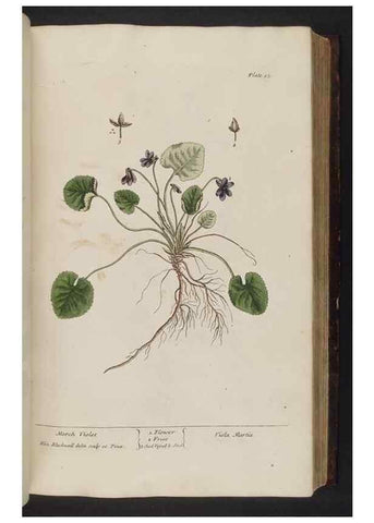 Reproducción/Reproduction 8251714577: A curious herbal. London : Printed for Samuel Harding, 1737-1739.
