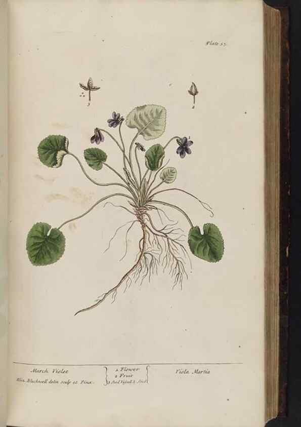 Reproducción/Reproduction 8251714577: A curious herbal. London : Printed for Samuel Harding, 1737-1739.