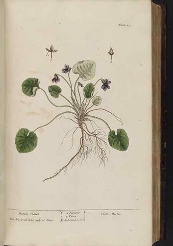 Reproducción/Reproduction 8251714577: A curious herbal. London : Printed for Samuel Harding, 1737-1739.