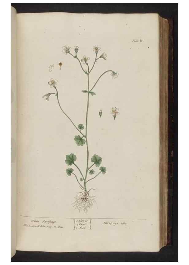 Reproducción/Reproduction 8251714761: A curious herbal. London : Printed for Samuel Harding, 1737-1739.
